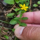 Hypericum humifusum L.Hypericum humifusum L.