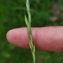 Festuca summilusitana Franco & Rocha AfonsoFestuca summilusitana Franco & Rocha Afonso