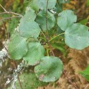 Pyrus cordata Desv.Pyrus cordata Desv.