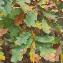 Quercus robur L.Quercus robur L.