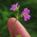 Geranium molle L.Geranium molle L.