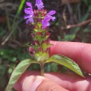 Prunella vulgaris L.Prunella vulgaris L.