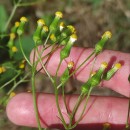 Senecio sylvaticus L.Senecio sylvaticus L.