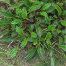 Tuberaria globulariifolia (Lam.) Willk.Tuberaria globulariifolia (Lam.) Willk.