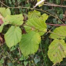 Corylus avellana L.Corylus avellana L.