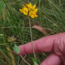 Lotus pedunculatus Cav.Lotus pedunculatus Cav.