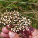 Achillea millefolium L.Achillea millefolium L.