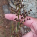 Juncus acutiflorus Ehrh. ex Hoffm.Juncus acutiflorus Ehrh. ex Hoffm.