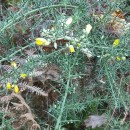 Ulex europaeus L. subsp. europaeusUlex europaeus L. subsp. europaeus