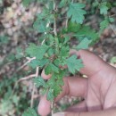 Crataegus monogyna Jacq.Crataegus monogyna Jacq.