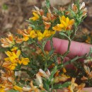 Genista tridentata L. subsp. tridentata .Genista tridentata L. subsp. tridentata .