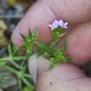 Sherardia arvensis L.Sherardia arvensis L.