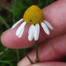 Matricaria chamomilla L.Matricaria chamomilla L.