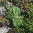 Pulicaria odora (L.) Reichenb.Pulicaria odora (L.) Reichenb.
