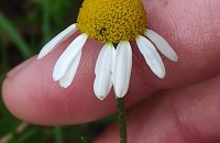 Matricaria chamomilla L.Matricaria chamomilla L.