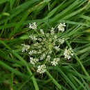 Daucus carota  L.Daucus carota  L.