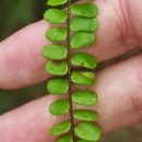 Asplenium trichomanes L. subsp. quadrivalens D.E. Mey.Asplenium trichomanes L. subsp. quadrivalens D.E. Mey.