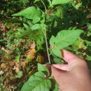 Solanum dulcamara L.Solanum dulcamara L.