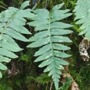 Polypodium interjectum ShivasPolypodium interjectum Shivas