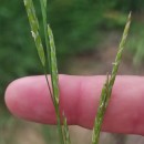 Glyceria fluitans (L.) R. Br.Glyceria fluitans (L.) R. Br.