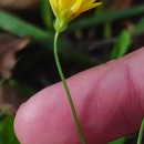 Crepis capillaris (L.) Wallr.Crepis capillaris (L.) Wallr.