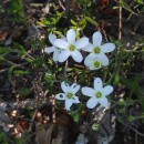Arenaria montana L.Arenaria montana L.