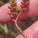 Sedum brevifolium DC.Sedum brevifolium DC.