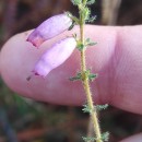 Erica ciliaris L.Erica ciliaris L.