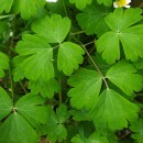 Aquilegia vulgaris L.Aquilegia vulgaris L.