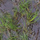 Juncus heterophyllus Léon DufourJuncus heterophyllus Léon Dufour