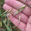 Avena barbata Pott subsp. barbataAvena barbata Pott subsp. barbata