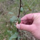 Pyrus cordata Desv.Pyrus cordata Desv.