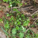 Stellaria media (L.) Vill.Stellaria media (L.) Vill.