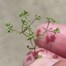 Radiola linoides RothRadiola linoides Roth