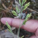 Festuca paniculata (L.) Schinz & Thell. subsp.multispiculata Rivas Ponce & CebollaFestuca paniculata (L.) Schinz & Thell. subsp.multispiculata Rivas Ponce & Cebolla