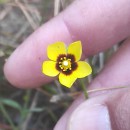 Tuberaria guttata (L.) Fourr.Tuberaria guttata (L.) Fourr.