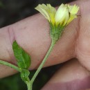 Andryala integrifolia L.Andryala integrifolia L.