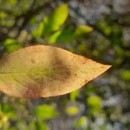 Euonymus europaeus L.Euonymus europaeus L.