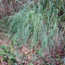 Cortaderia selloana (Schult. & Schult. fil) Asch. & Graebn.Cortaderia selloana (Schult. & Schult. fil) Asch. & Graebn.