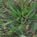 Plantago lanceolata L.Plantago lanceolata L.