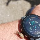 Reduvius personatus (Linnaeus, 1758)Reduvius personatus (Linnaeus, 1758)