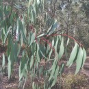 Eucalyptus obliqua L'Hér.Eucalyptus obliqua L'Hér.
