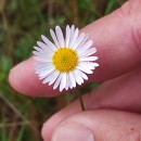 Erigeron karvinskianus DC.Erigeron karvinskianus DC.