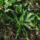 Plantago lanceolata L.Plantago lanceolata L.