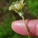 Andryala integrifolia L.Andryala integrifolia L.