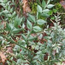 Ruscus aculeatus L.Ruscus aculeatus L.