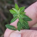 Euphorbia flavicoma DC. subsp. occidentalis M. LaínzEuphorbia flavicoma DC. subsp. occidentalis M. Laínz