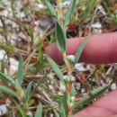 Polygonum maritimum L.Polygonum maritimum L.