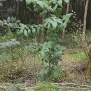 Fraxinus excelsior L.Fraxinus excelsior L.