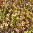 Sedum arenarium Brot.Sedum arenarium Brot.